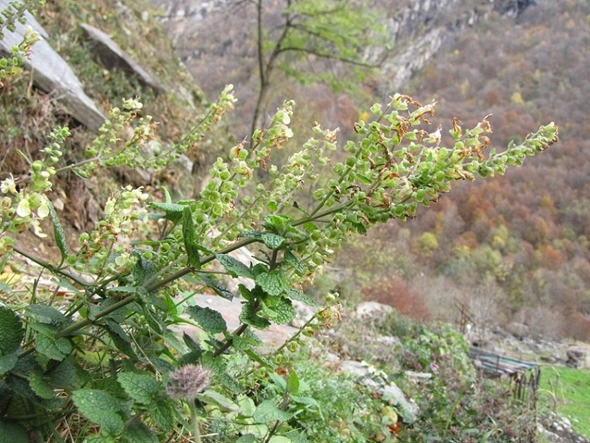 Teucrium scorodonia